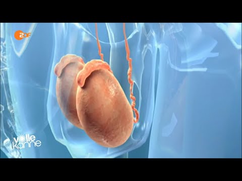 Schmerzen in der Prostata beim Gehen Präventive Behandlung von Prostatitis traditionellen Methoden
