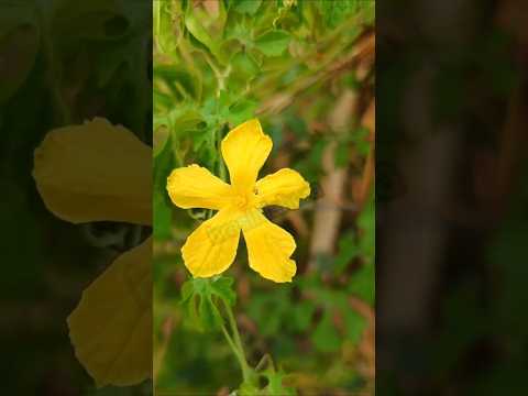 Flor do Melão de São Caetano - #pium #tocantins