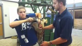 Shoving a pill in a cows throat