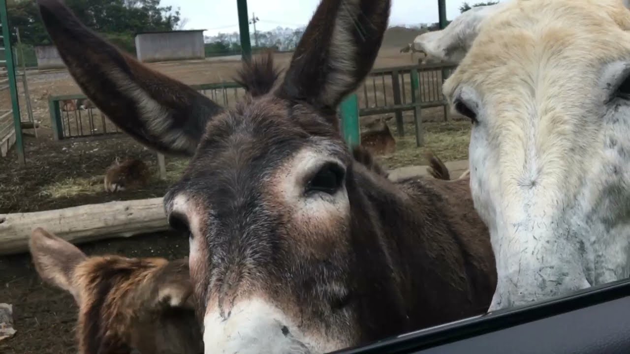 【岩手サファリパーク】旦那が
おもろいw