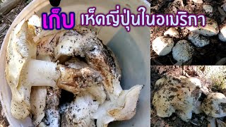 Ep.2 1/4 เก็บเห็ดมัทสึทาเกะในอเมริกา(เห็ดญี่ปุ่น)17/12/21