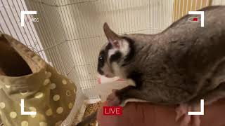 フクロモモンガに大好きなゼリーあげる