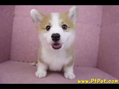 11/30雙色柯基犬公幼犬2號(高雄鳳山)