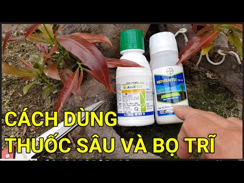 🔴 QBS23393 - PHUN THUỐC SÂU VÀ BỌ TRĨ CHO CÂY MAI LOẠI NÀO HIỆU QUẢ |CÁCH GIÚP CÂY MAI NHANH BẬT MẦM