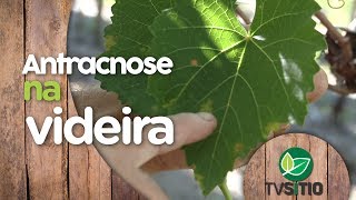 ANTRACNOSE NA VIDEIRA