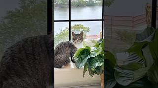 #cat #cute #catvideo #cutecat #funnyvideo #pets #funny