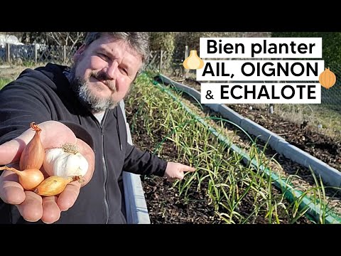 , title : 'Comment bien planter AIL, OIGNON & ECHALOTE 🧅🧄 『TUTO』'