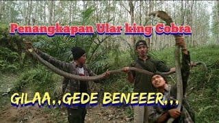 Download lagu Penangkapan Ular besar King Cobra di kebun karet mp3