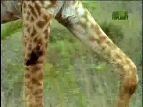 Fooled by Nature - Parasite Peckers