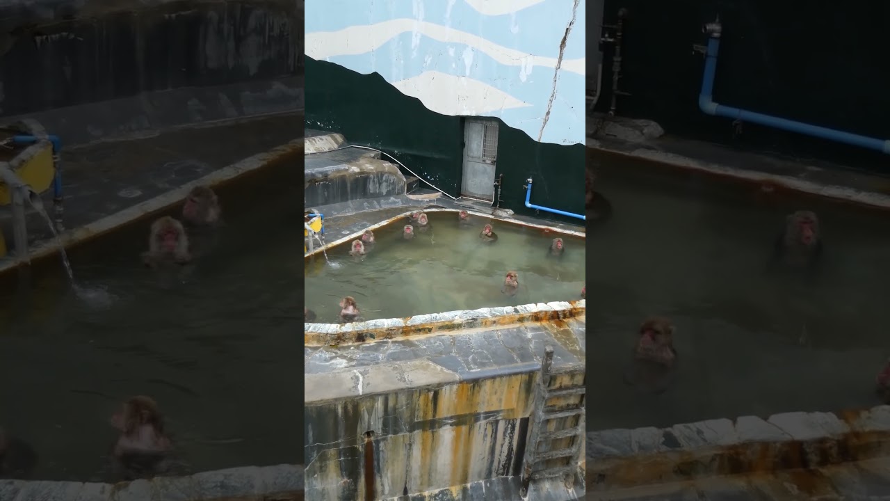 温泉に浸かるニホンザル (北海道函館市)