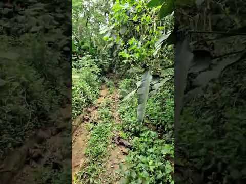VEJA OQUE O APLICATIVO FEZ COM UMA MULHER NA RUA ITAOCA EM JUQUITIBA