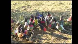 club colombicultura la torreta