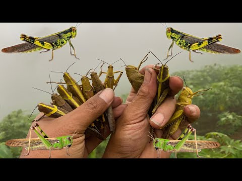 hunting in the grasshopper kingdom