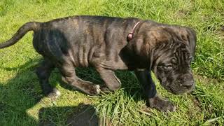 Video preview image #7 Mastiff Puppy For Sale in FULTON, NY, USA