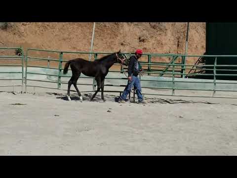 Training the Weanling and Foal Handler - Lead &  Follow