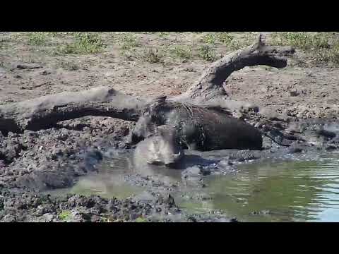 Djuma: Warthogs-two adults and three piglets - 14:57 - 04/13/19