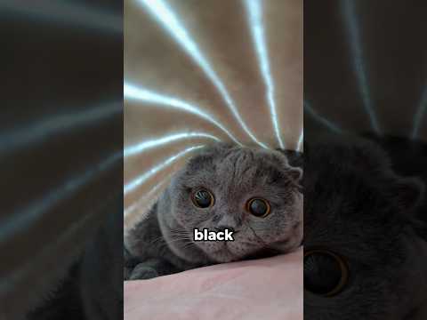 Never Pet Your Cat When Its Eyes do This! 😳🐱