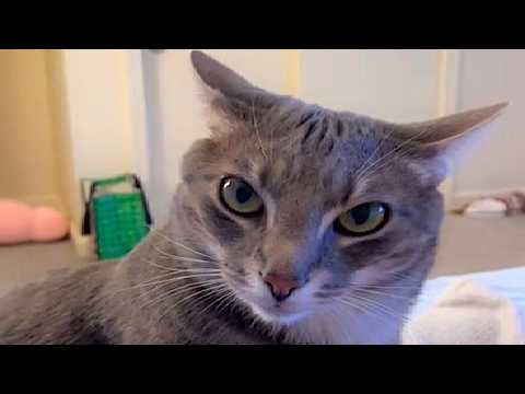 Cat threat