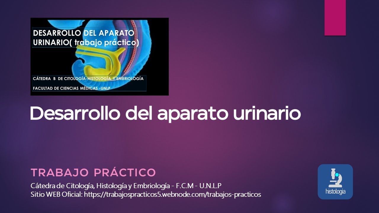 DESARROLLO DEL APARATO URINARIO - TRABAJO PRÁCTICO