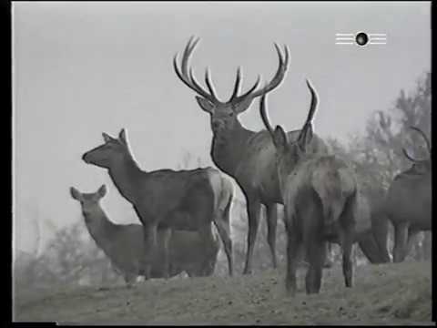 VTS 01 3    Wilki 1/2 doc