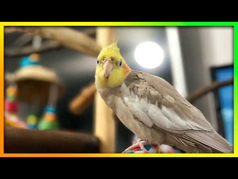 Is Your Bird Sad? Play This to Make Them Happy | The Bird Sanctuary | 4hrs of Singing