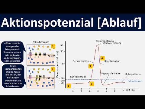 Action potential sequence [depolarization, repolarization, hyperpolarization] - [Biology, advance...