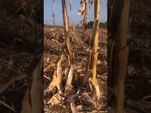 Eu sou do interior de Senador Pompeu, Ceará! #fazenda