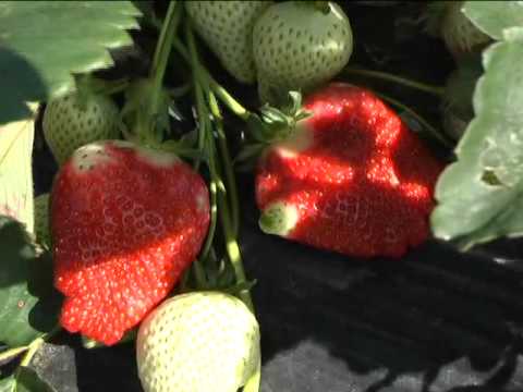 Loše vreme prepolovilo rod jagoda