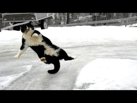 Funny ANIMALS vs. ICE & SLIPPERY FLOOR! - TRY NOT TO DIE from LAUGHING 2019