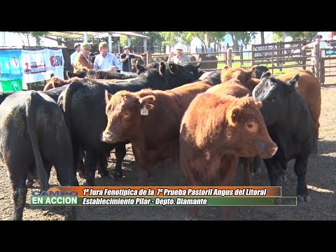 Jura 7º Prueba Pastoril Angus del Litoral - Paolo Fontana