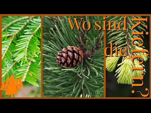 Finden wir heute etwas Kienspan?