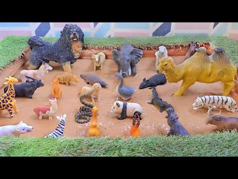 Amazing Forest Adventure with Gentle Zoo Animals and Keystone Species!