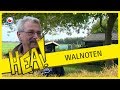 HEA! Walnoten uit eigen tuin