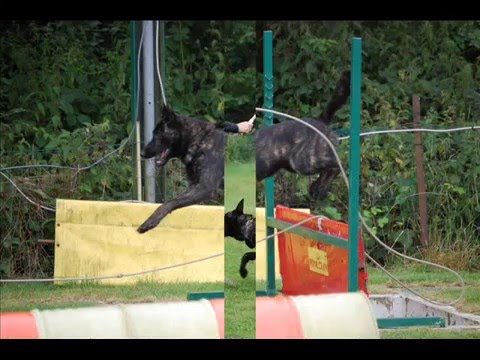 download lagu mp3 mp4 Dressage Chien Marcinelle, download lagu Dressage Chien Marcinelle gratis, unduh video klip Dressage Chien Marcinelle