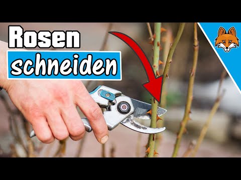 Rosen zurückschneiden - SO wird es gemacht - Anleitung 🥀✂️