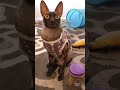 The Cat Looks Like A Bat Or A Vampire ‍ ️ Funny Cats Cute Pets Please Subscribe
