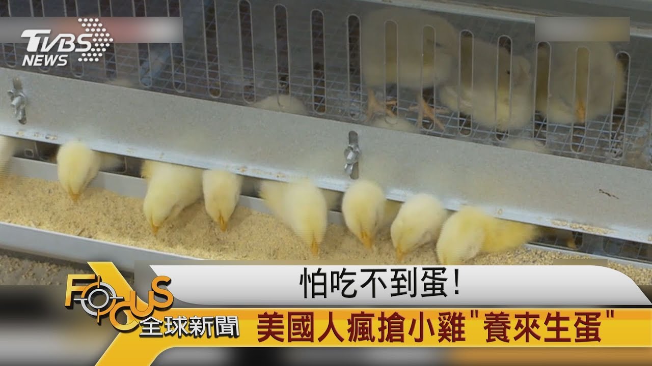 另類屯糧!美國人瘋搶小雞「養來生蛋」