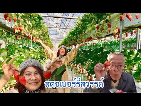 สมาชิกคนหนึ่งของช่องคลอดที่ต่ำกว่า การทำศัลยกรรมพลาสติกเพื่อเพิ่มสมาชิก