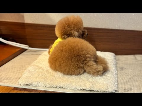 《トロの誘惑》#トイプードル生活#宇野昌磨#宇野樹#Uno1ワンチャンネル#フィギュアスケート