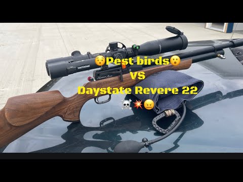 *Pesting Video*! Daystate Saturday! Revere 22 #daystaterevere #daystate #daystateairrifles