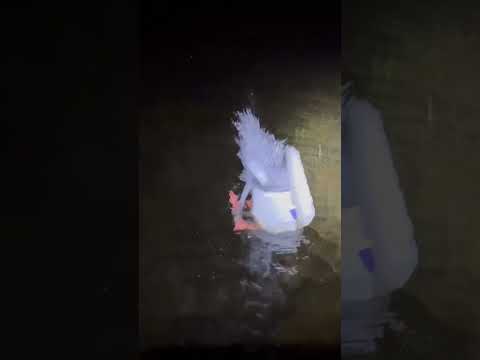 Higdon pulsators are the best! #youtubeshorts #duckhunting #wildlife #duckblind #higdon #getducks