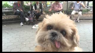 Marnie the Dog in Chinatown (feat. Destroyer &quot;Chinatown&quot;)