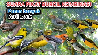 Download lagu KAWANAN BURUNG HINGGAP😱Suara Pikat Burcil‼️Suara pikat paling dicari😱Suara Jernih🤩#suarapikatburcil  mp3