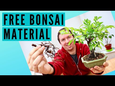 How to Create Bonsai from Root Cuttings (2020)