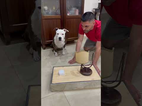 Accendo la luce e…. Mangio 💡🐶 #dogs #dog #smartdog #dogtraining