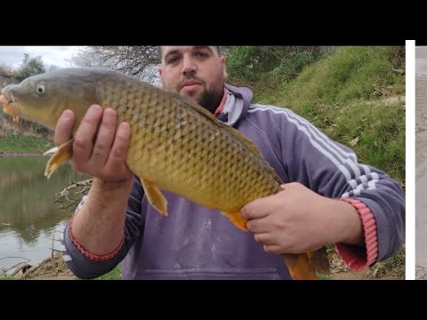 PESCA DE CARPAS  CON HARINADO 100% EFICAZ #fishing  #fish #pesca #carpfishing #pescaurbana