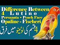 Difference between Lutino fisher, Lutino peach face, Lutino Persanata or Lutino Opaline. Video 532