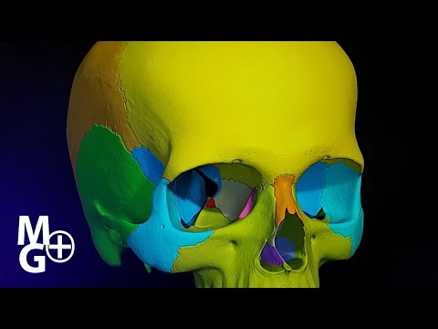 Skull Bones (3D Presentation - Anatomy)