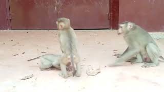 VID20250725160342 monkey at bayon