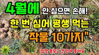 4월에 한번 심으면 평생 공짜로 먹는 약이되는 작물 10가지  #약용식물 #4월에심는작물